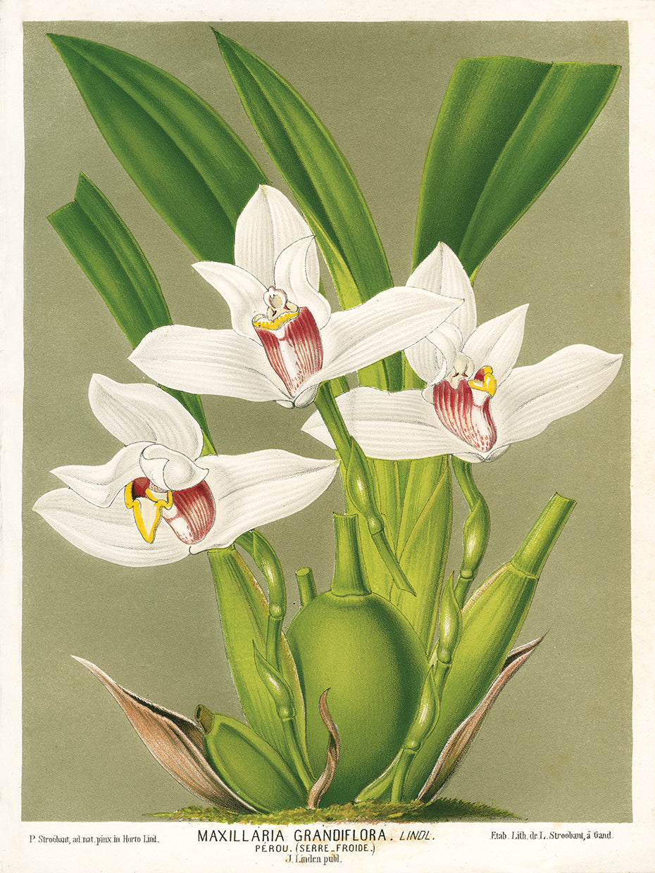 Arte de la lona de la orquídea de Maxillaria