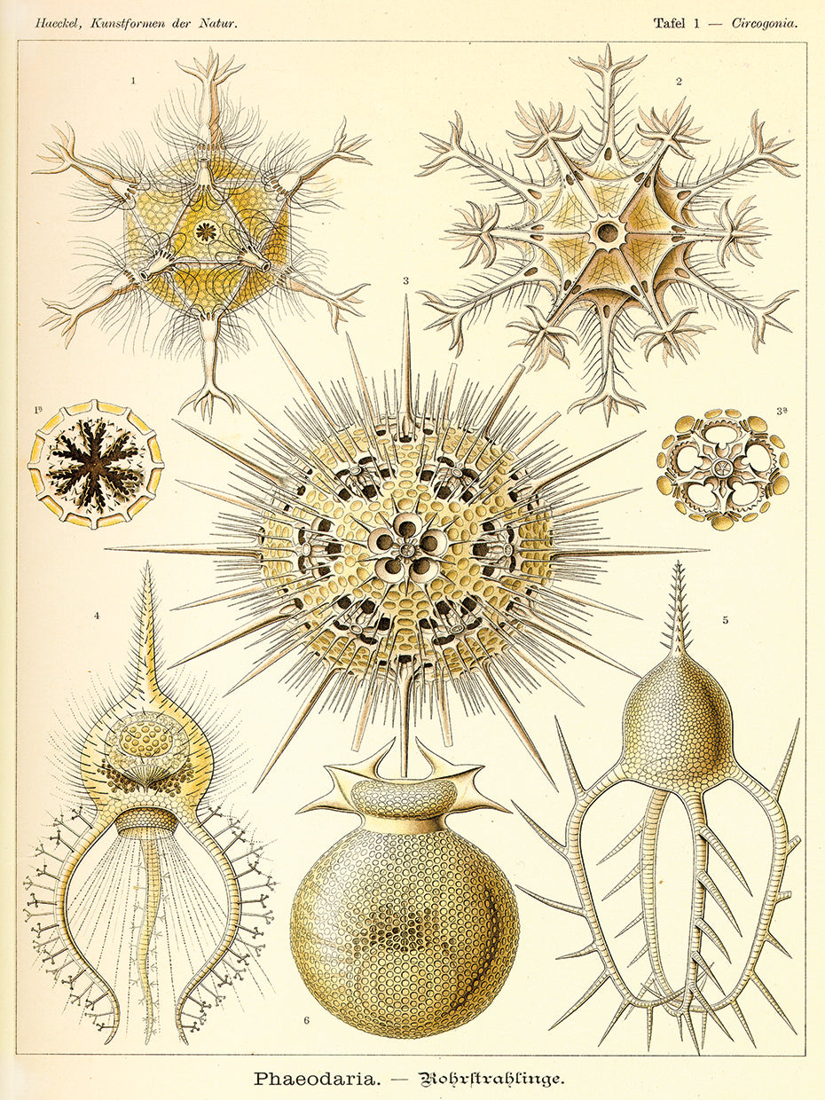 Arte de la lona de la radiolaria de Phaeodaria