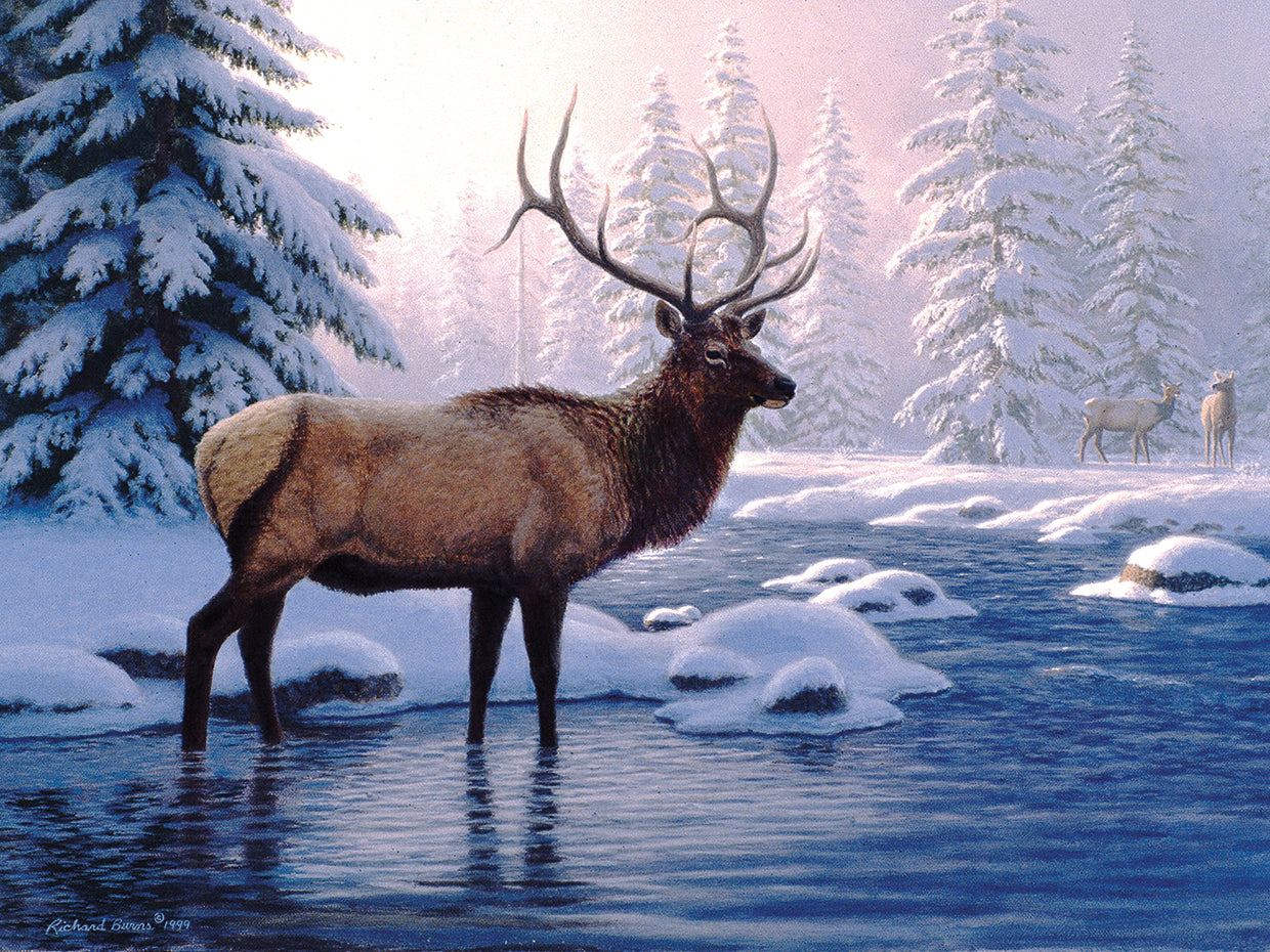 Elk In Winter