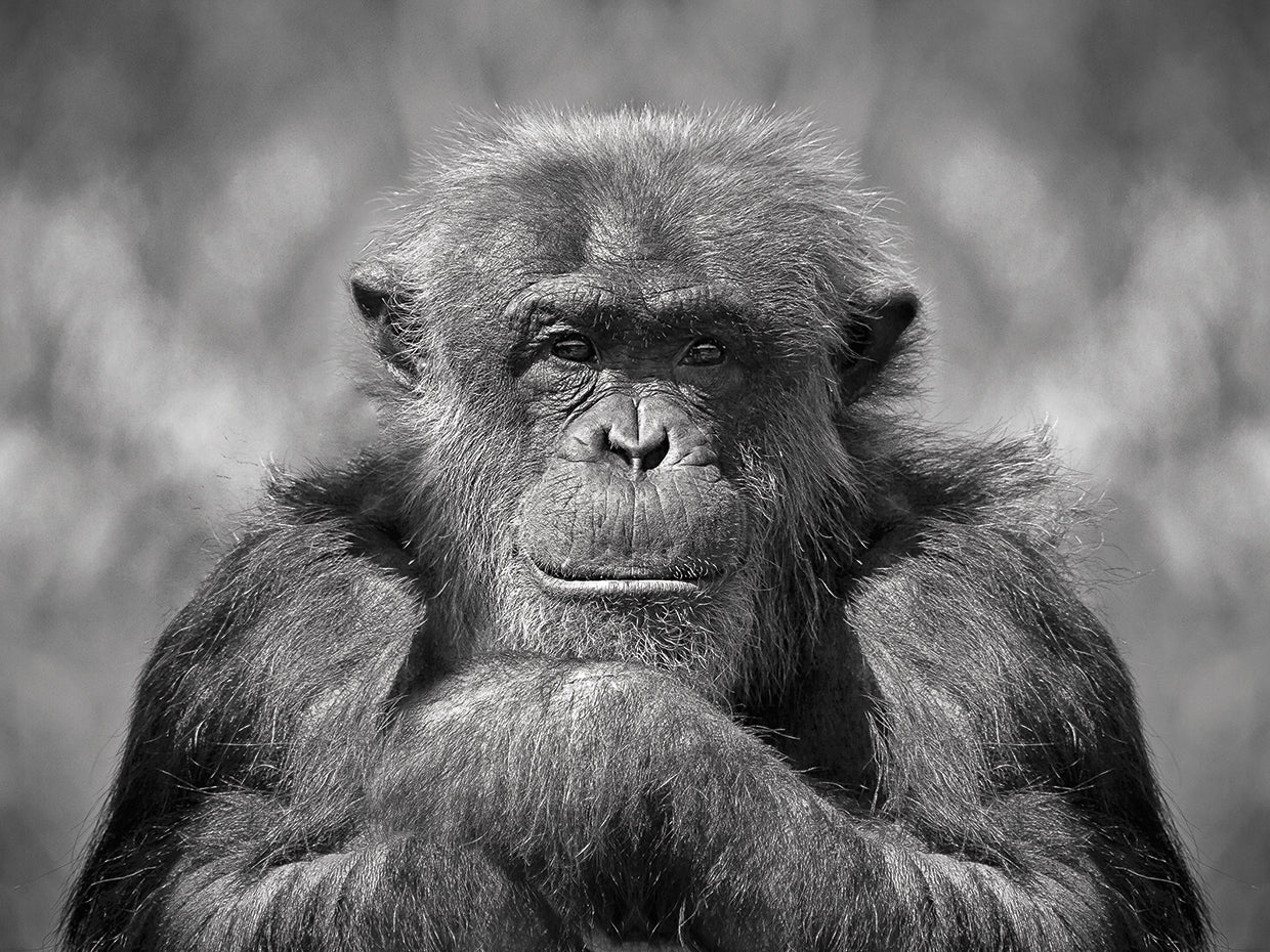 Arte de la lona del chimpancé
