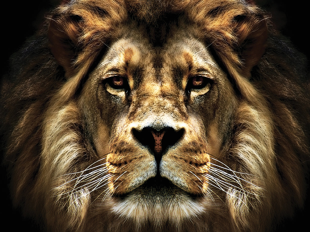 The Lion