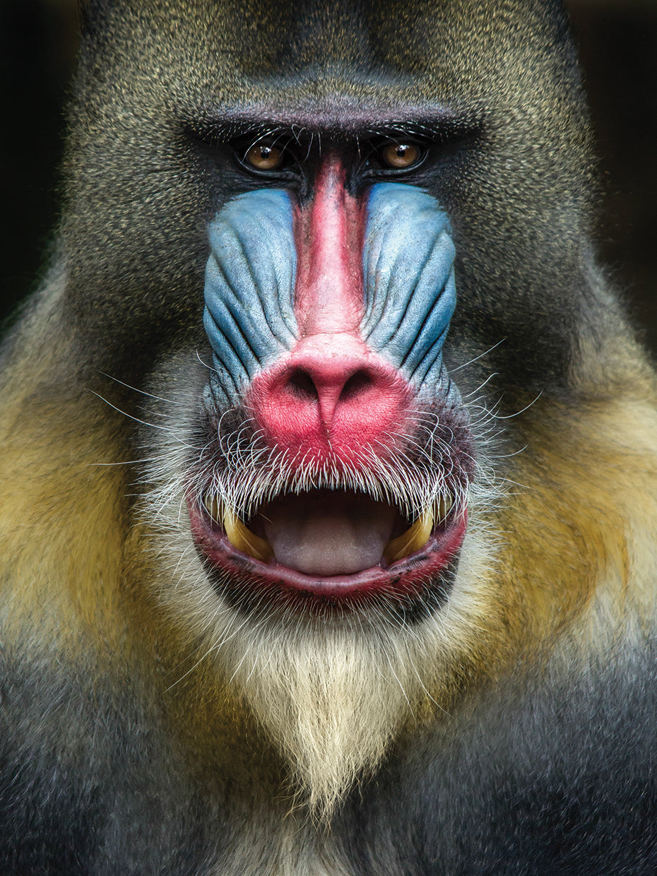 Mandril 2 Lienzo