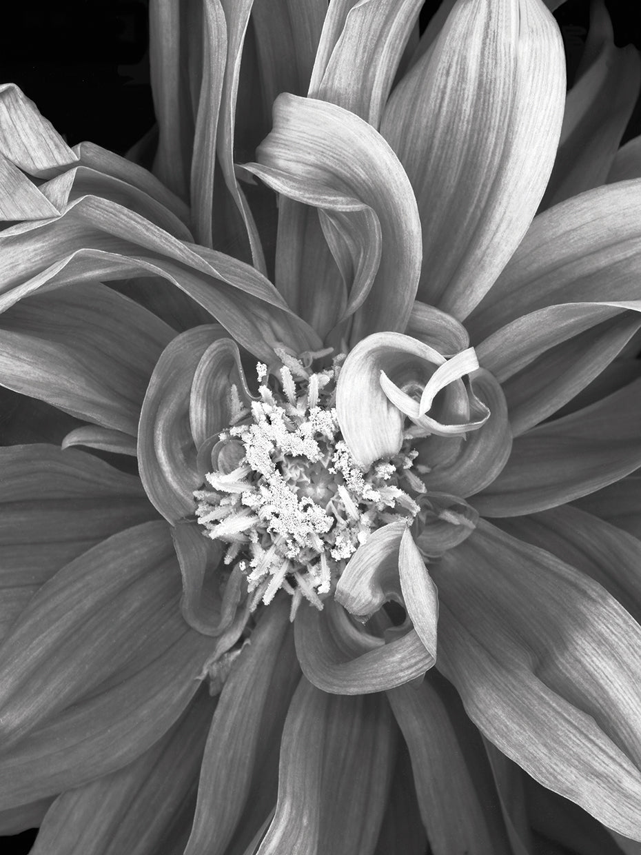 Dalia 2013 B&W