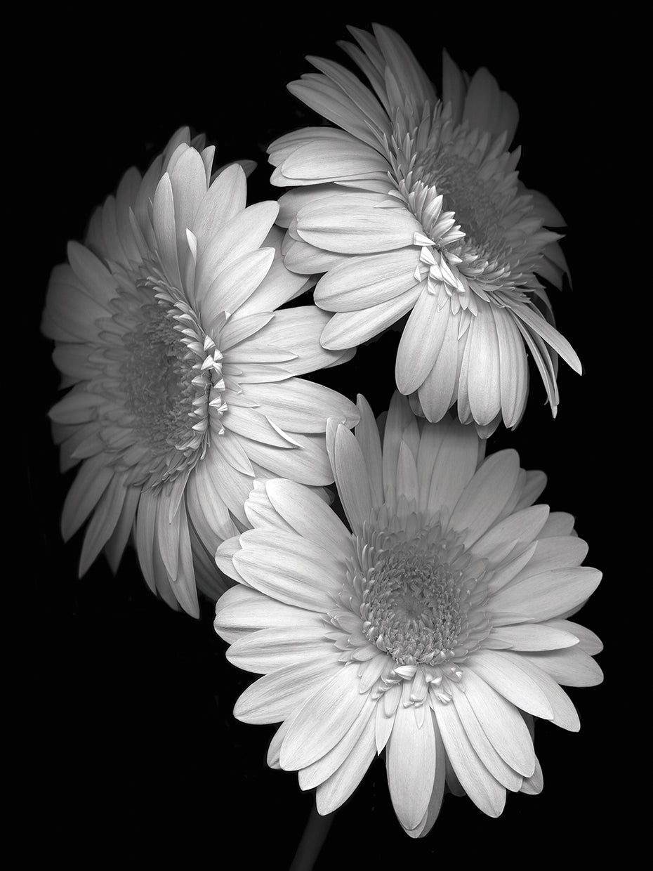 Gerbera Daisy B&W