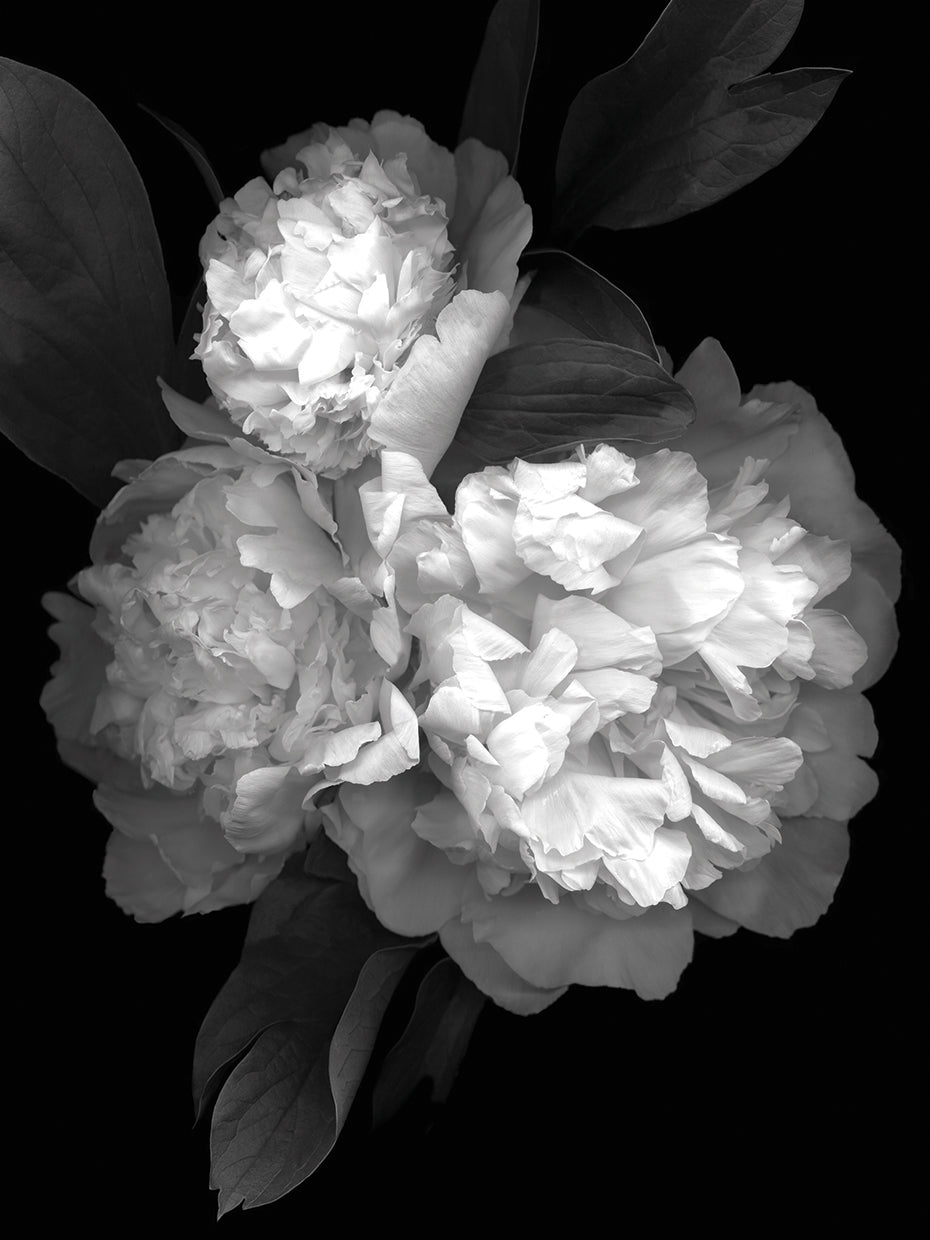 Peony '08 #3 B&W