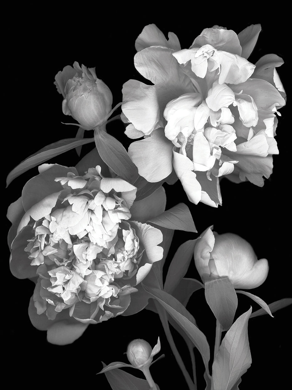 Peony B&W