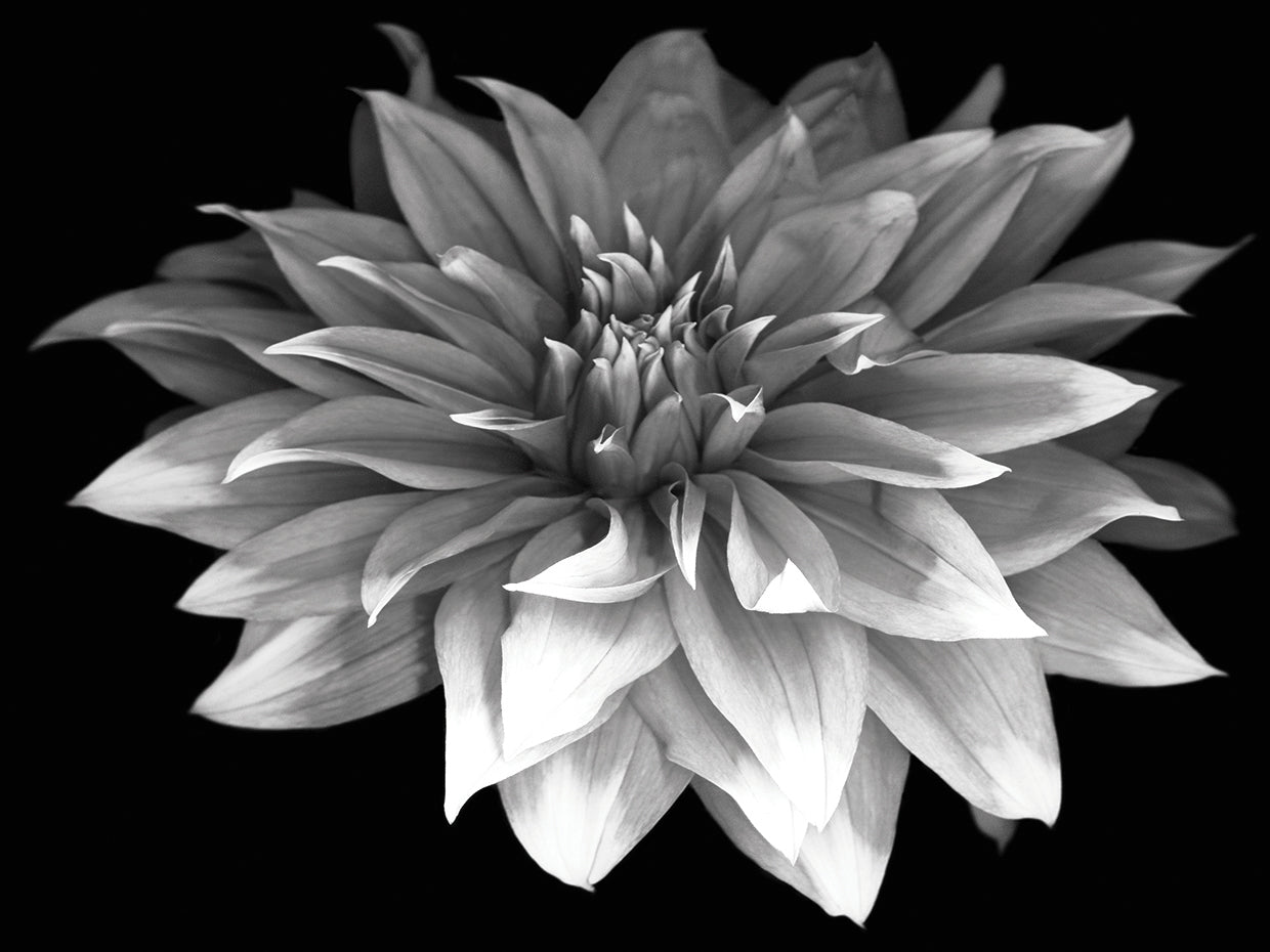 Perfect Dahlia #1 B&W