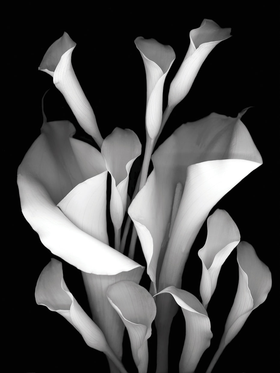 White Calla #2 B&W