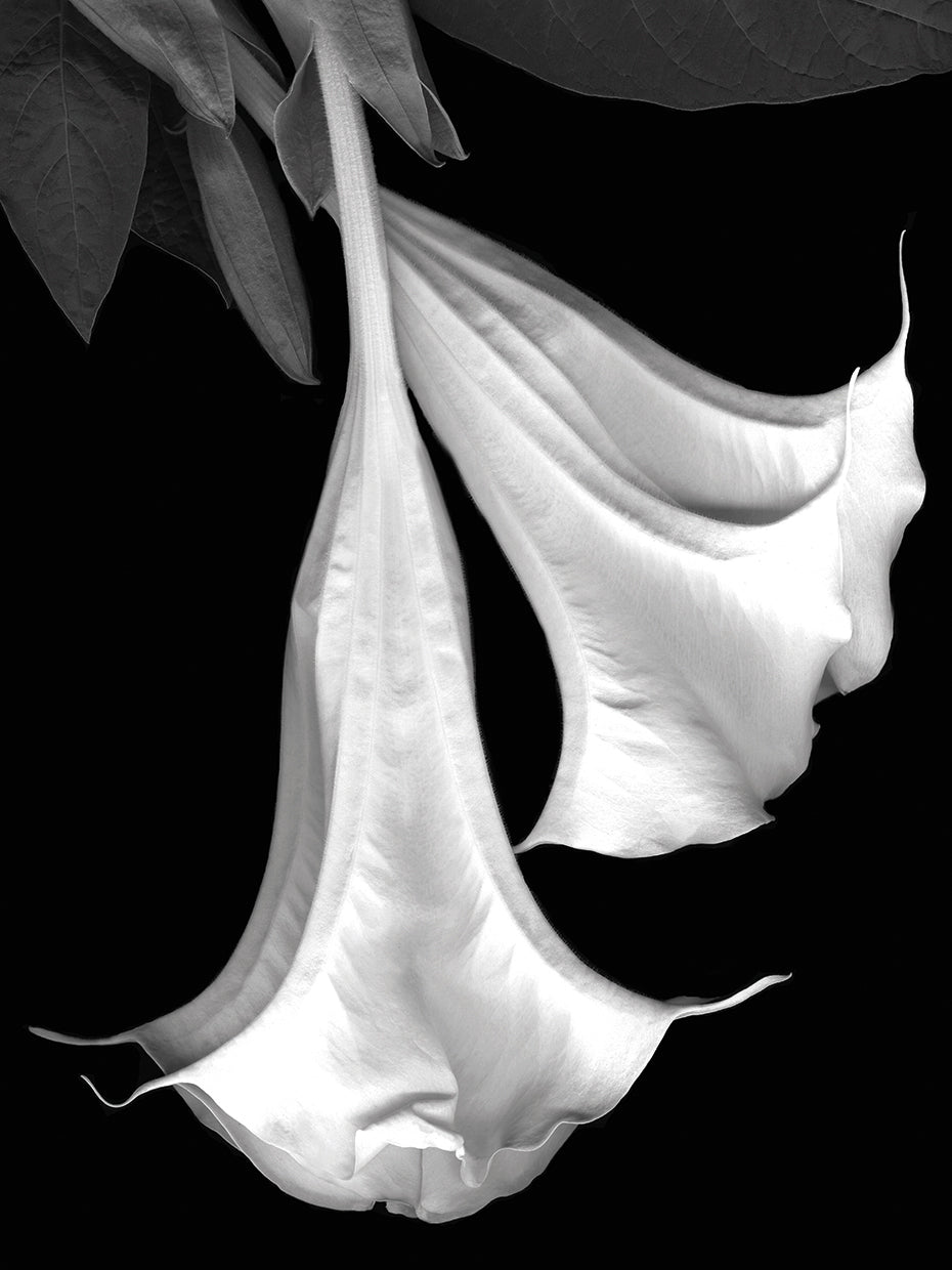 Trumpet Flower B&W