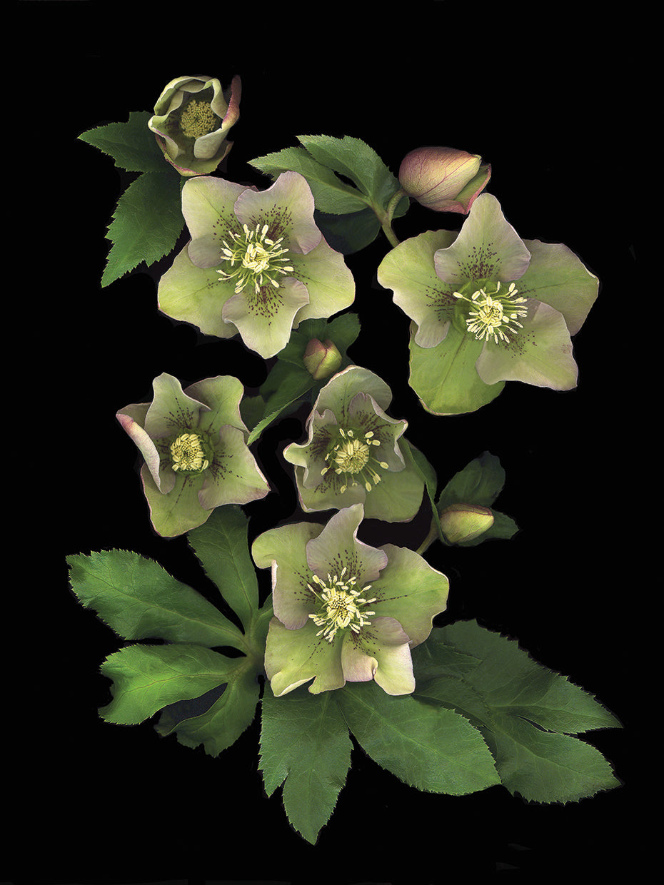 Lenten Rose