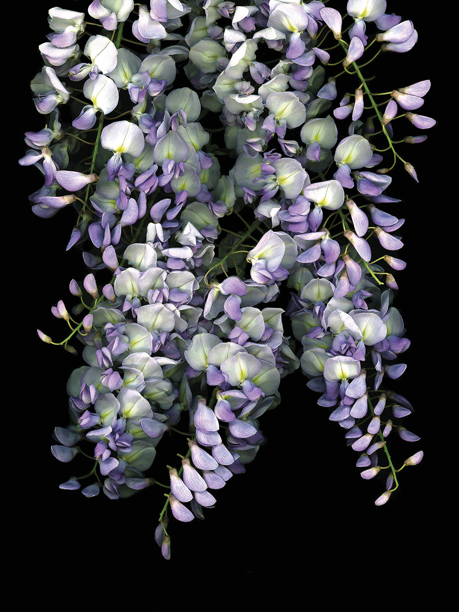 Wisteria
