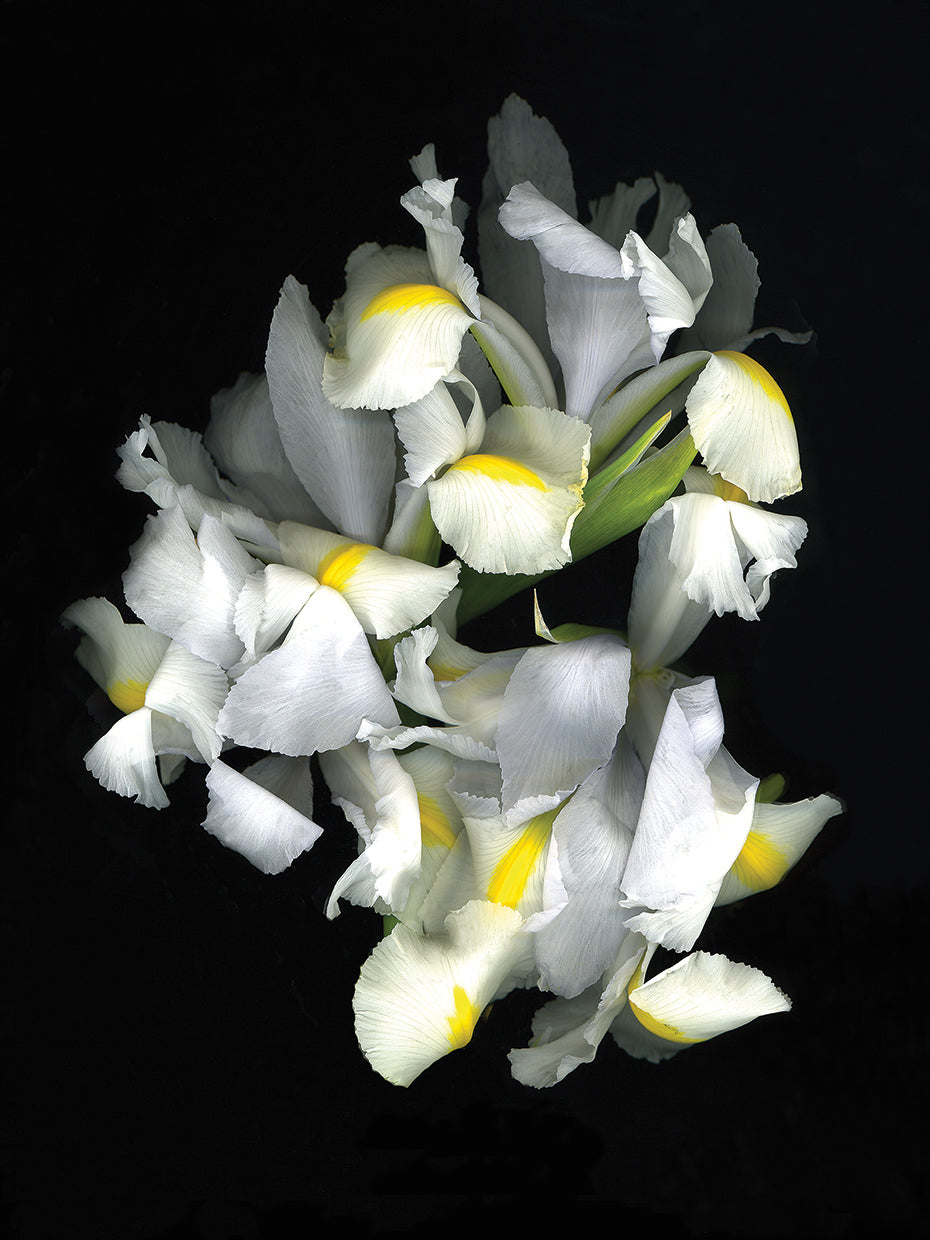 White Iris