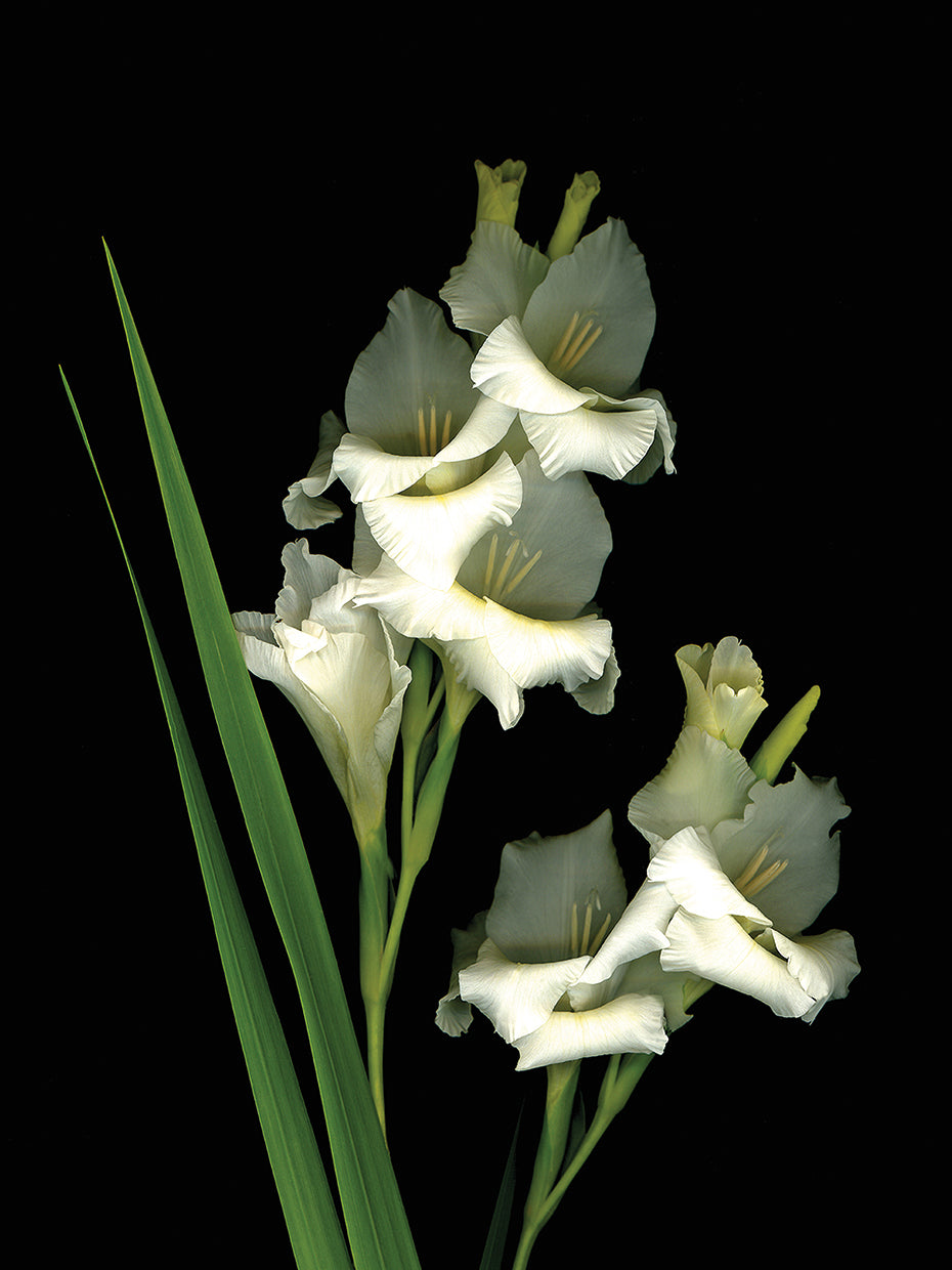 Gladiola