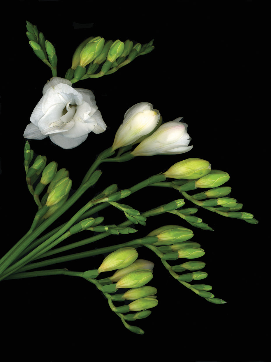 Freesia #2
