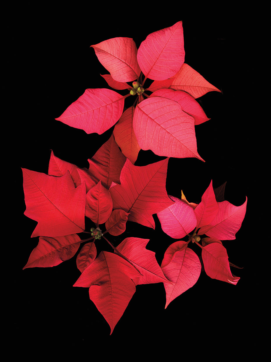 Poinsettia #2