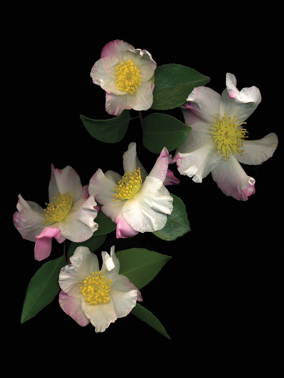 White & Pink Camellia