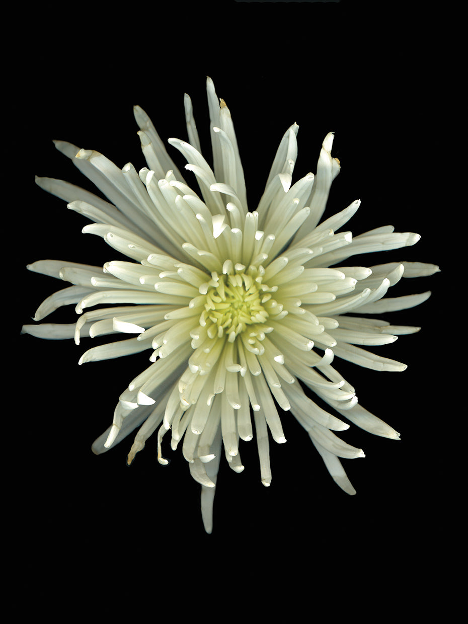 Chrysanthemum #1