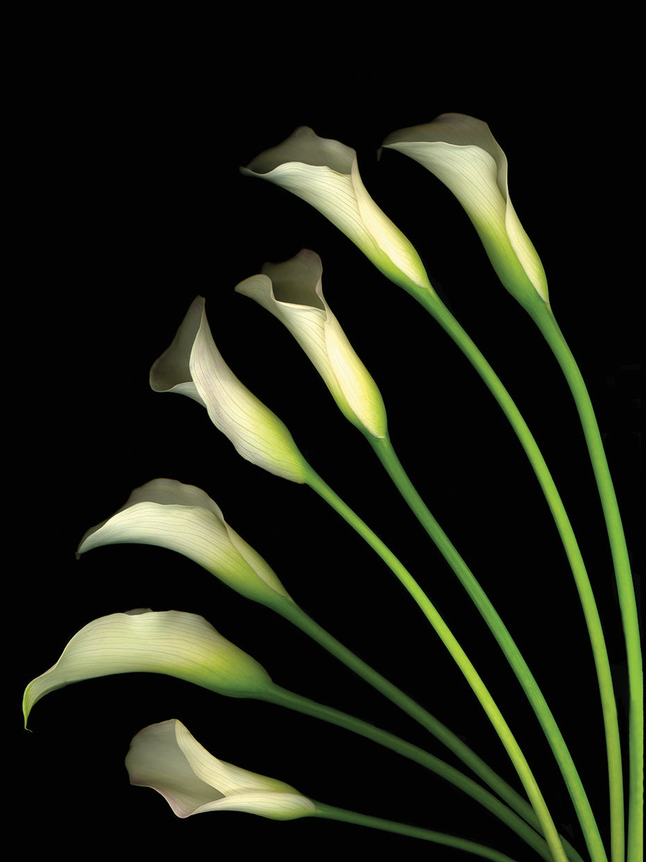 Crystal Blush Calls Lily #1