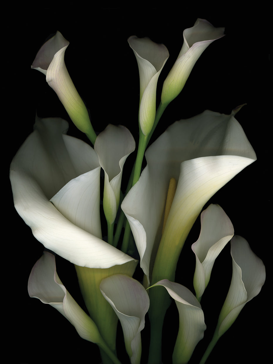 White & Crystal Blue Callas #2