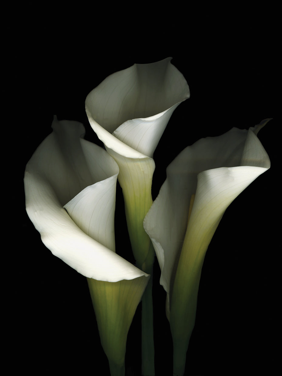 White Calla #1