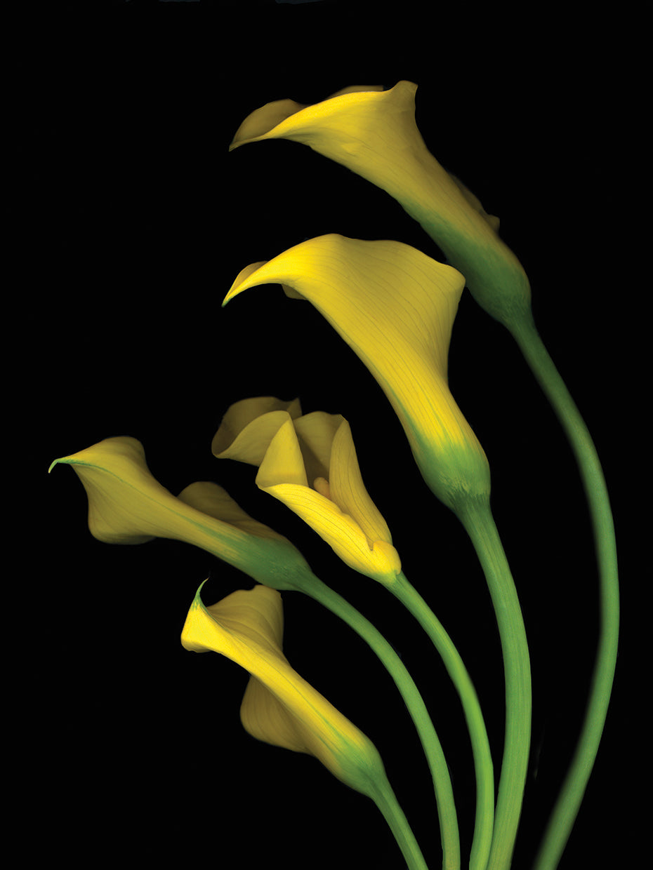 Calla Lilies #3