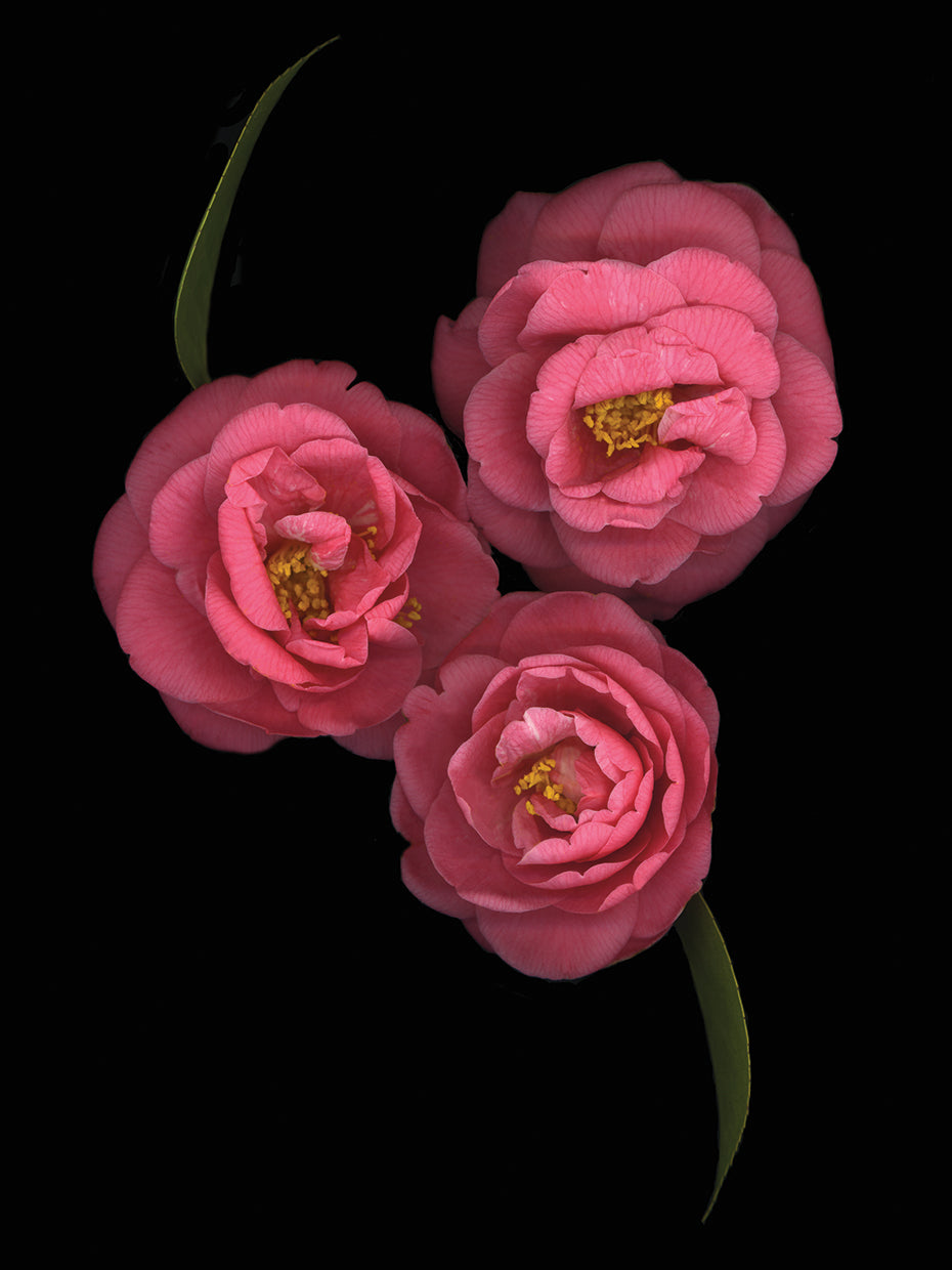 Camellia Japonica #3