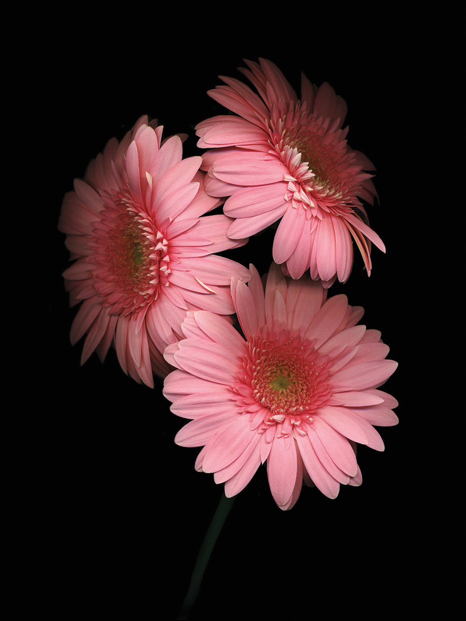 Gerbera Daisy #4