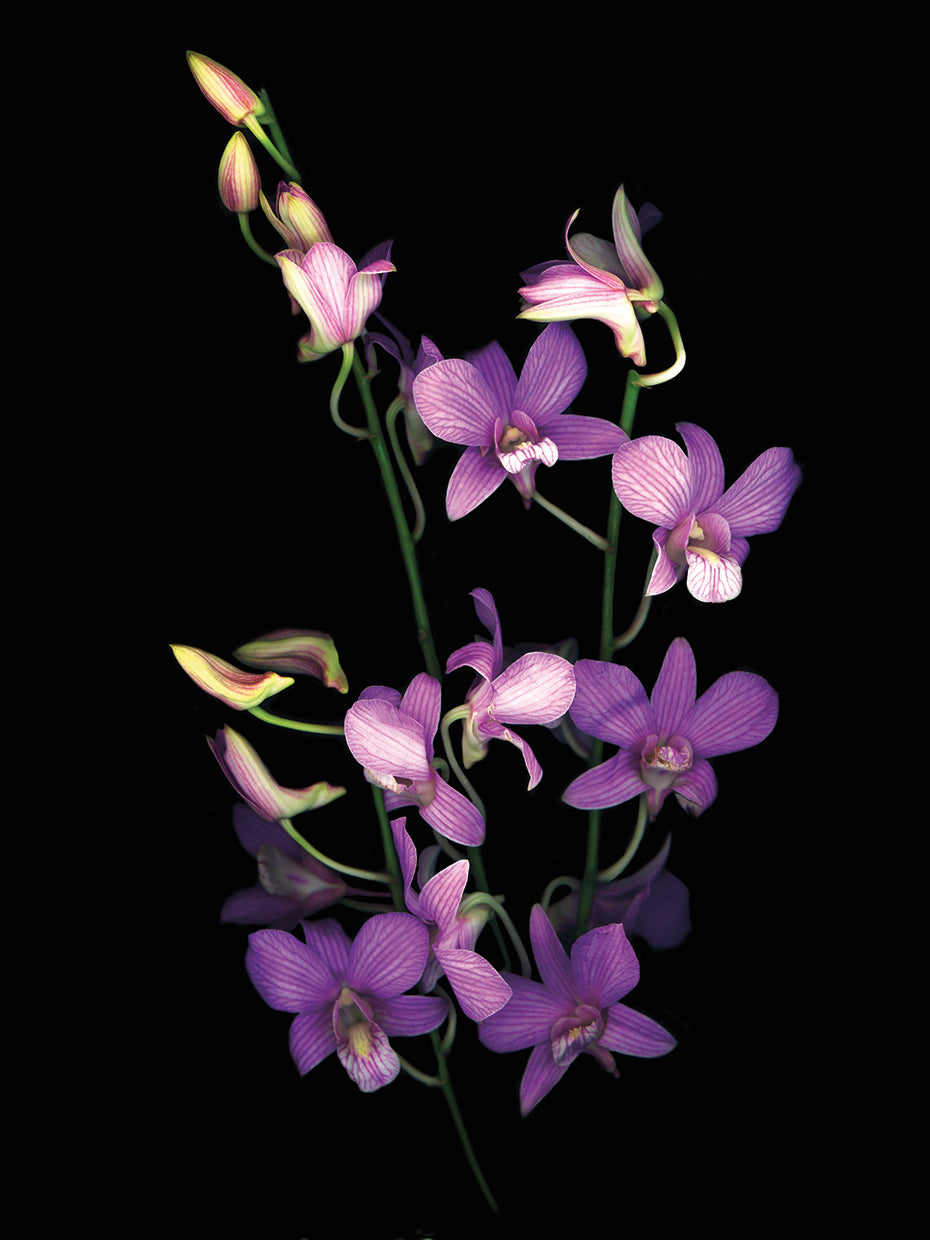 Orchid 07