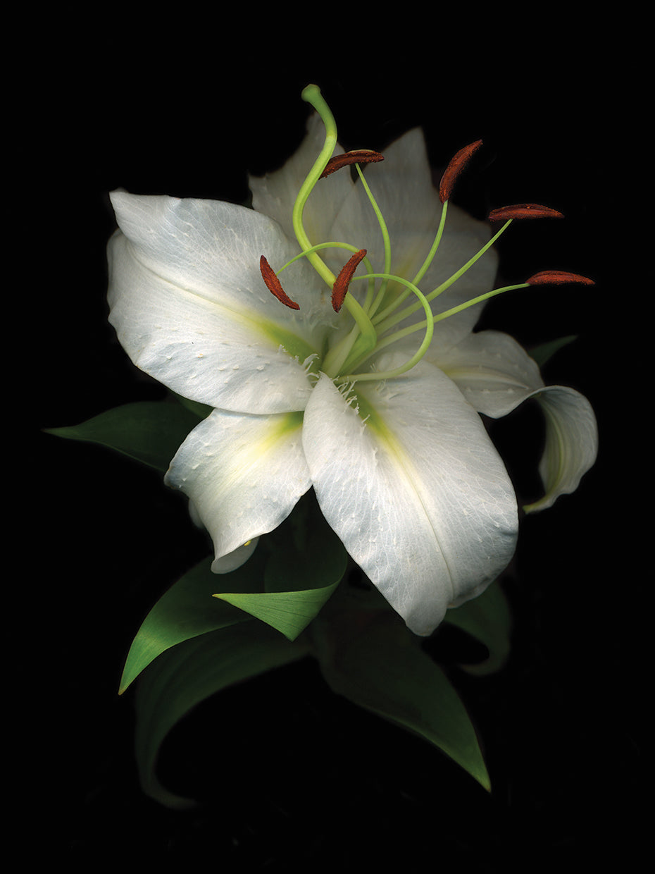 White Lily 07