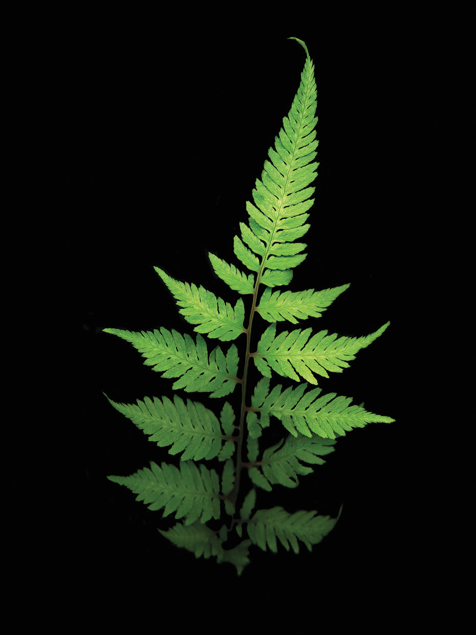 Fern #3