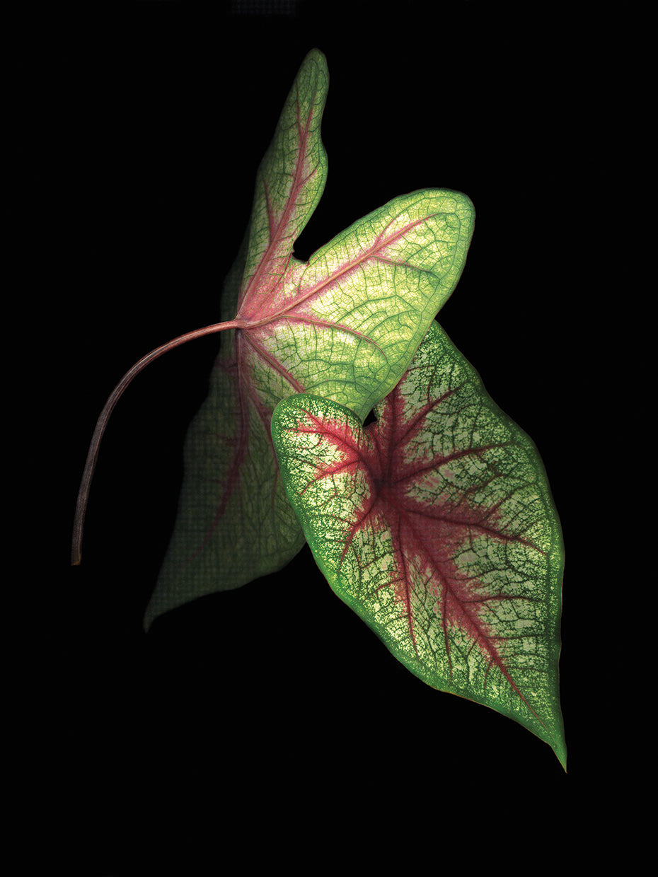Caladium Leaves #3