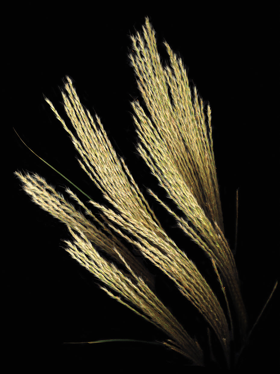 Decorative Grass