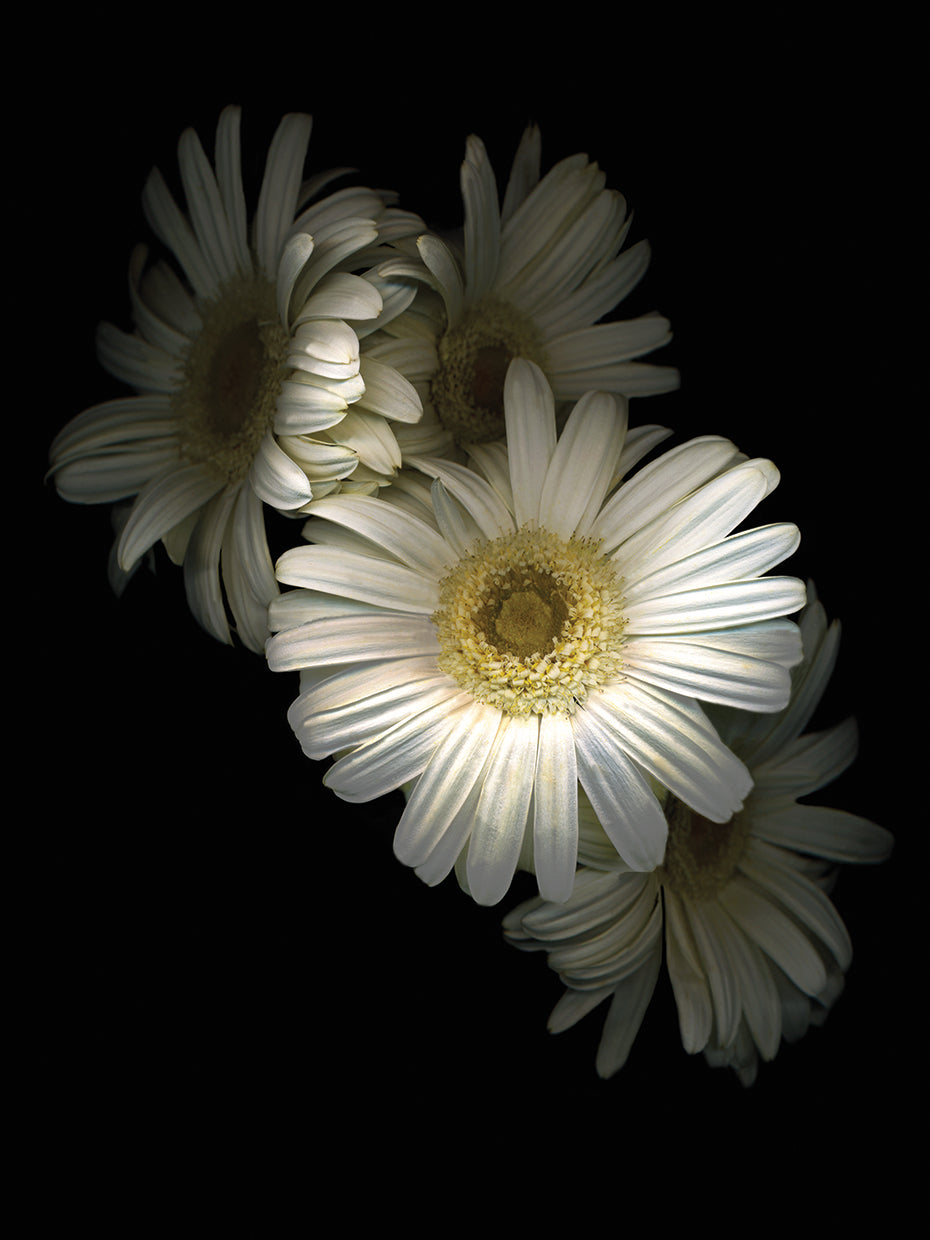 White Gerbera Daisy