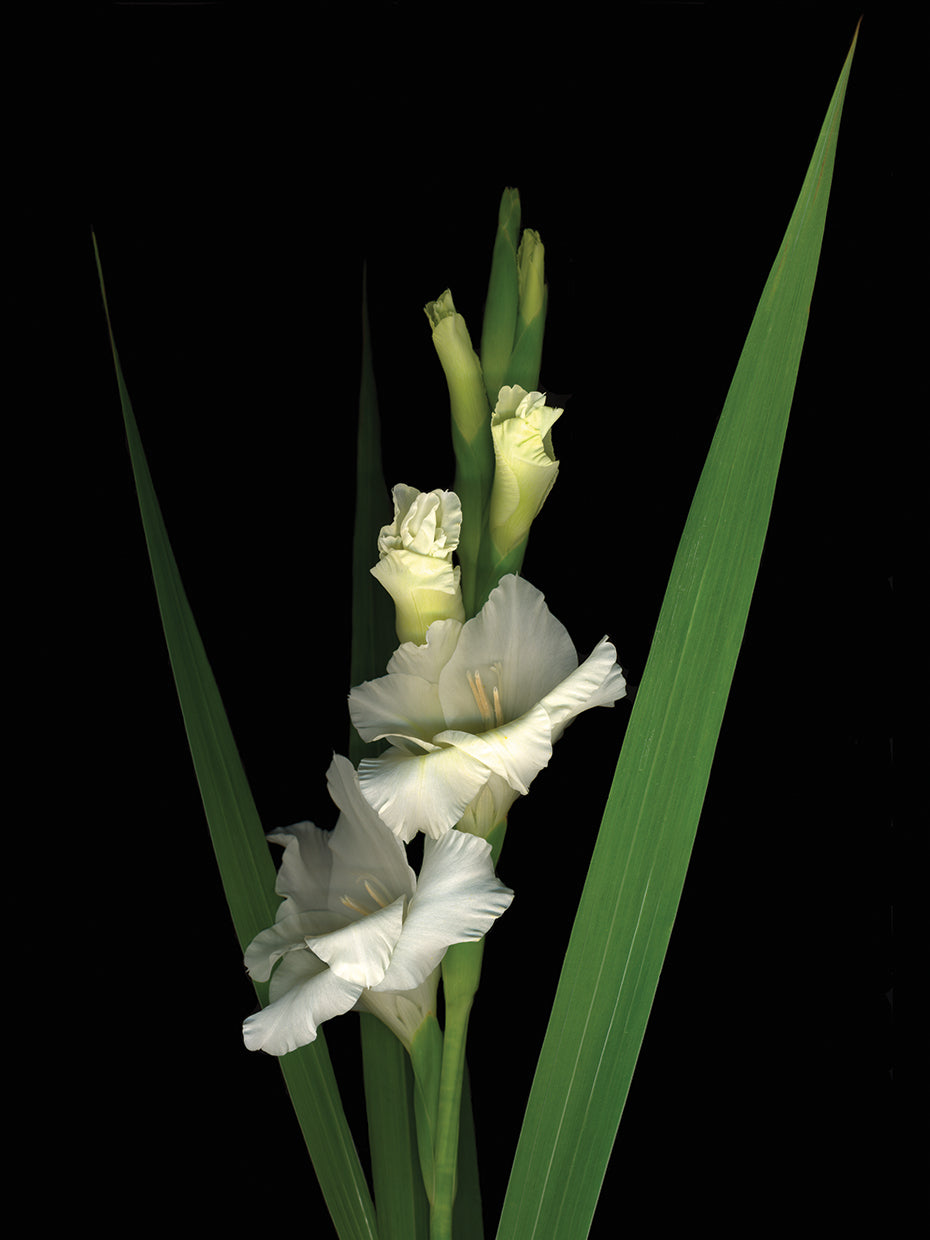 Gladiola #3