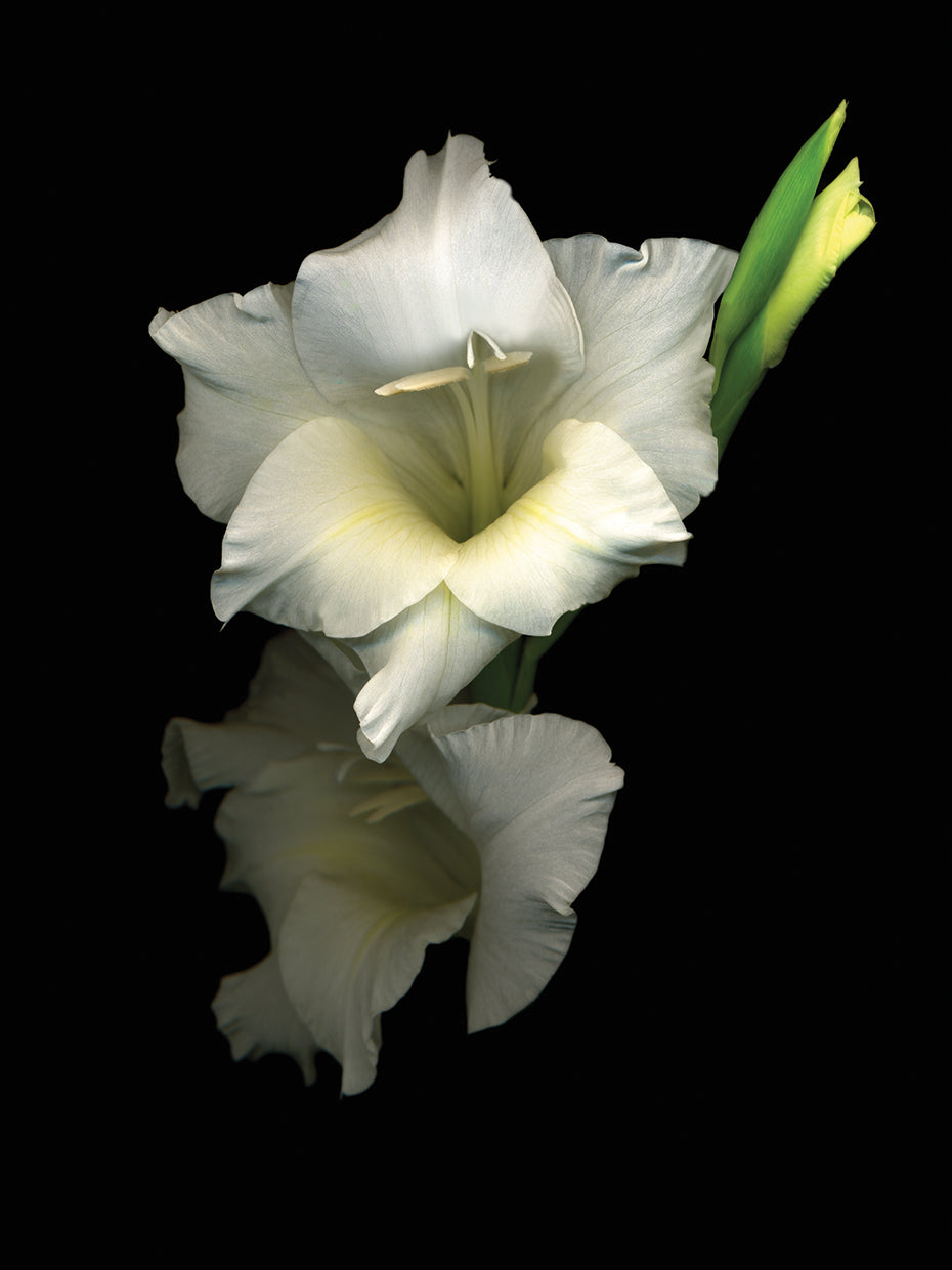 Gladiola #4