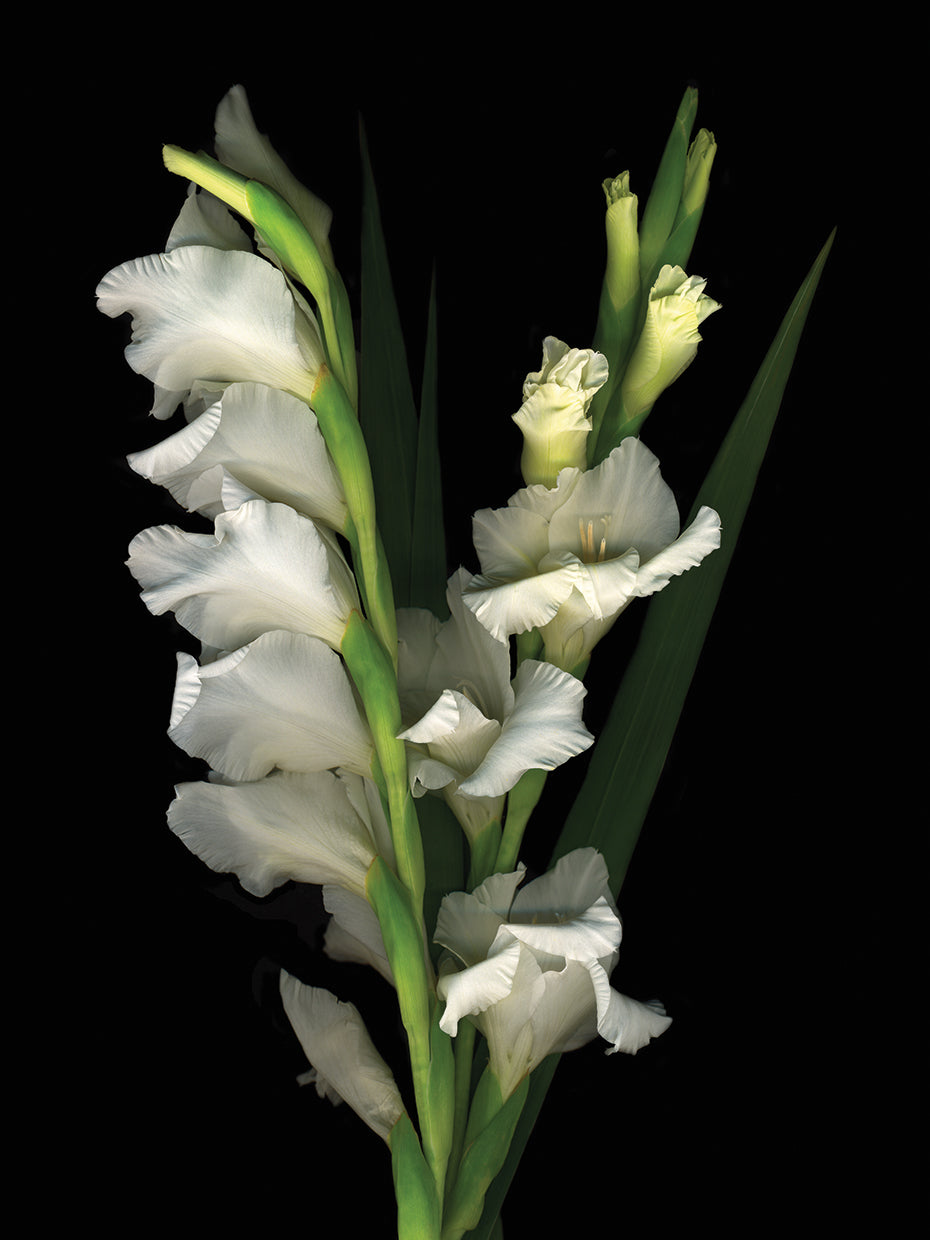 Gladiola #2