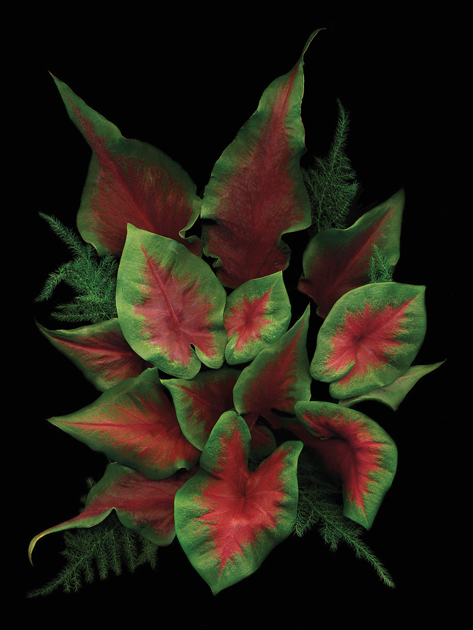 Caladium & Fern
