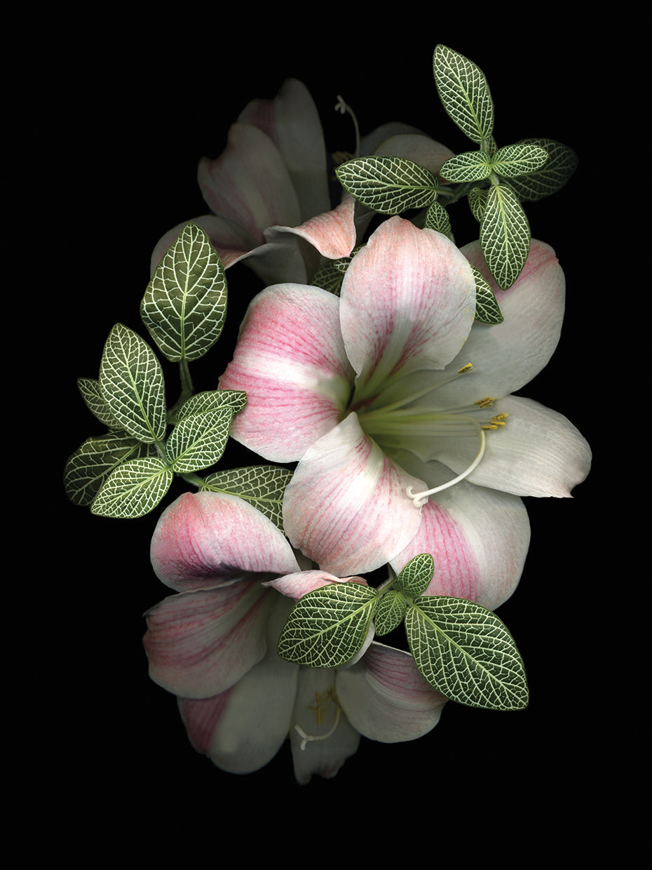 Apple Blossom Amaryllis & Fittonia Leaves