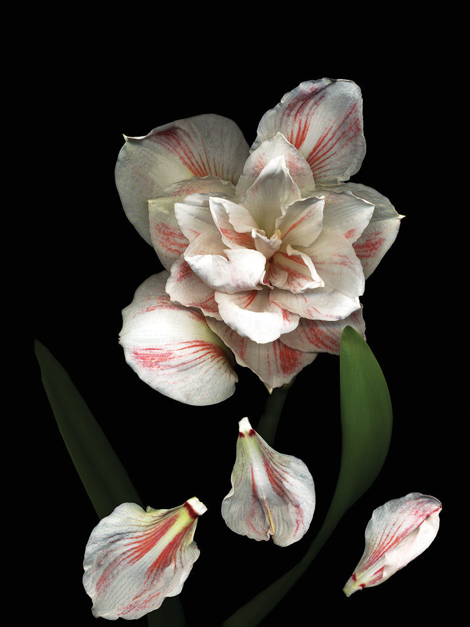 Pink & White Amaryllis
