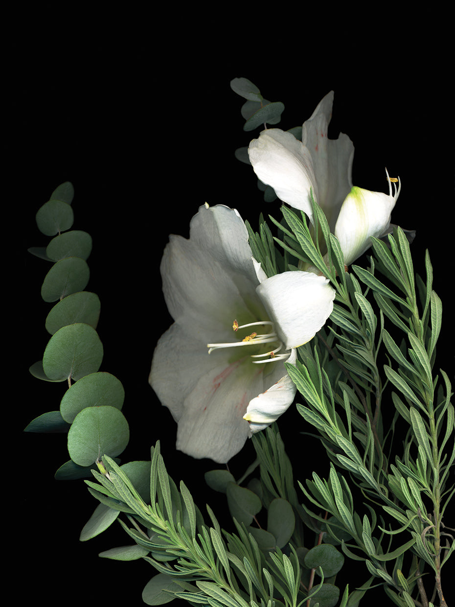 Amaryllis With Lavender & Eucalyptus