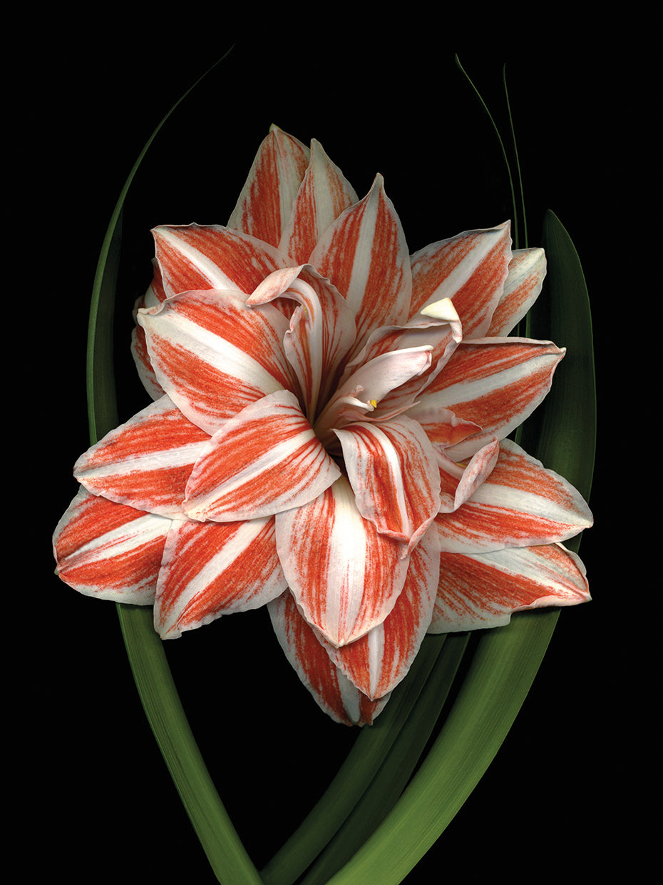 Red & White Amaryllis #2
