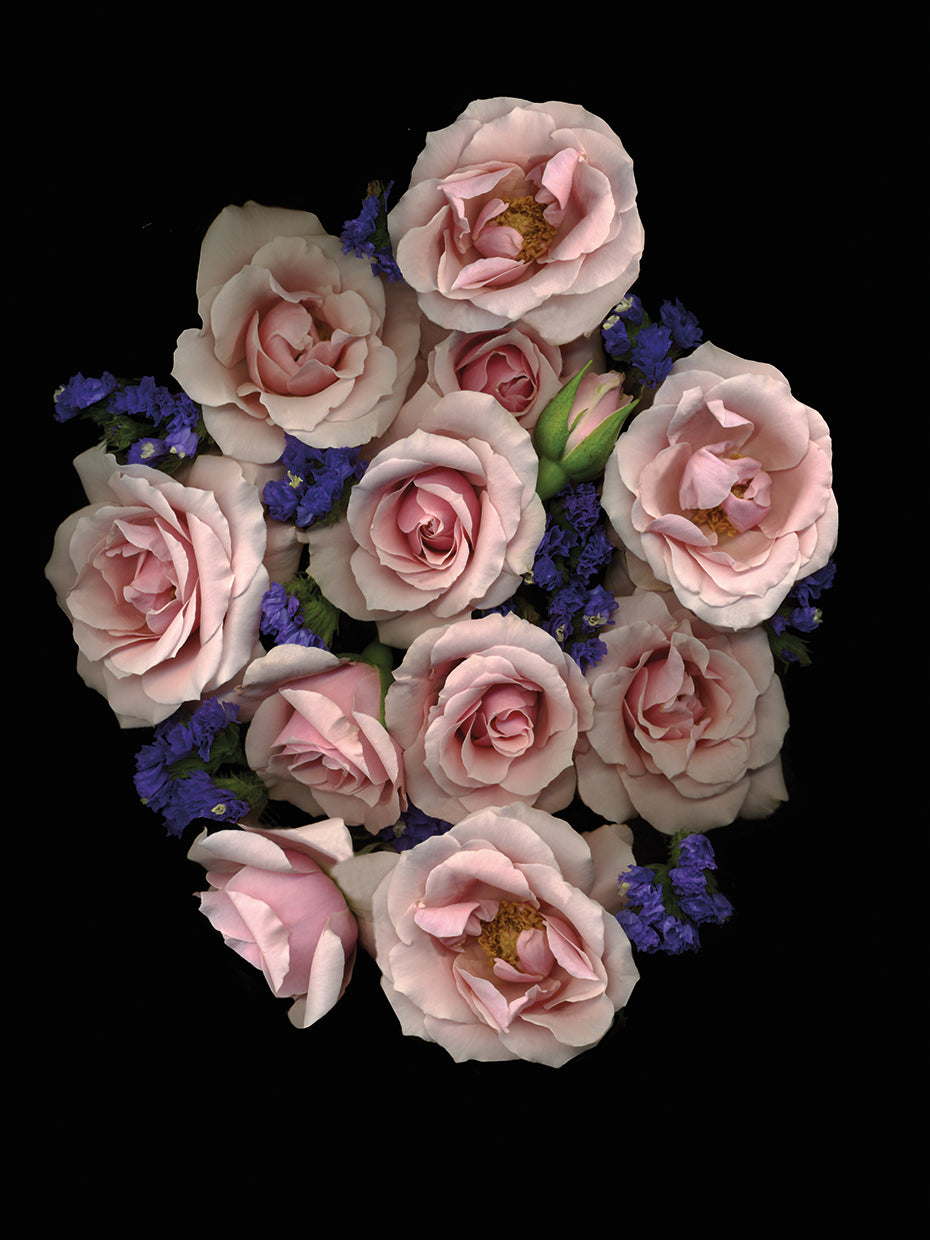 Pale Pink Roses & Blue