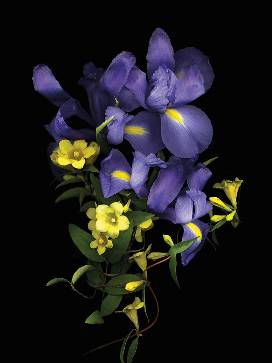 Blue Iris & Carolina Jasmine