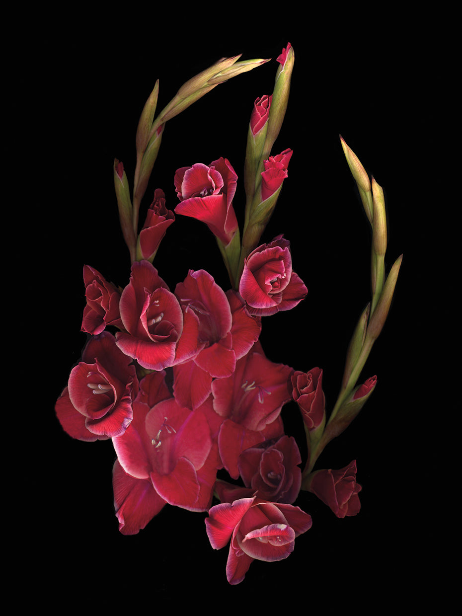 Red Gladiolas