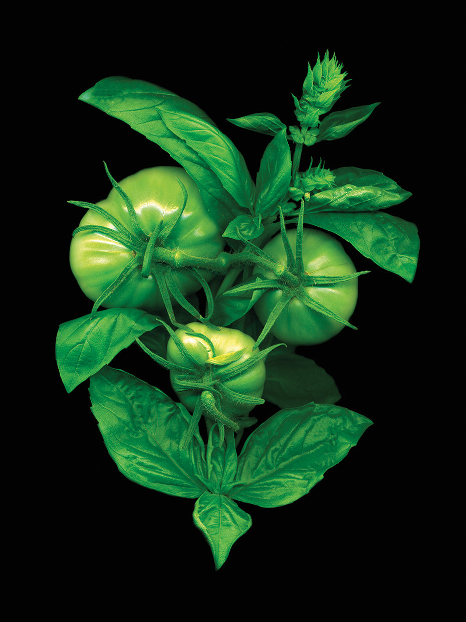 Green Tomato And Basil