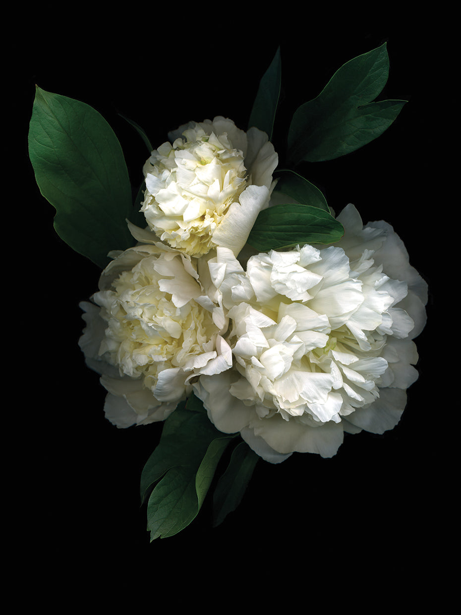 Peony '08 #3