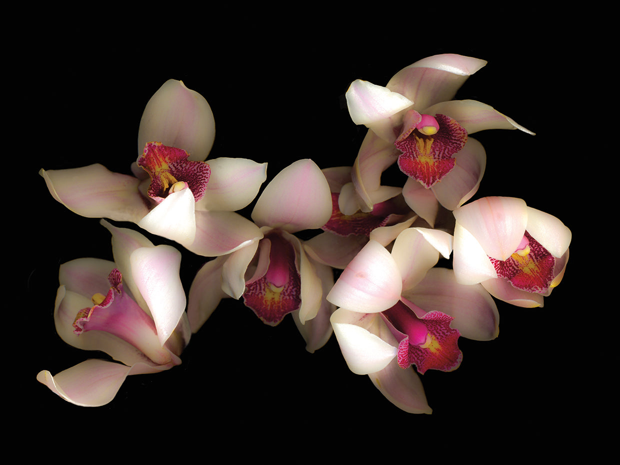 Pink & Fushia Orchid #1