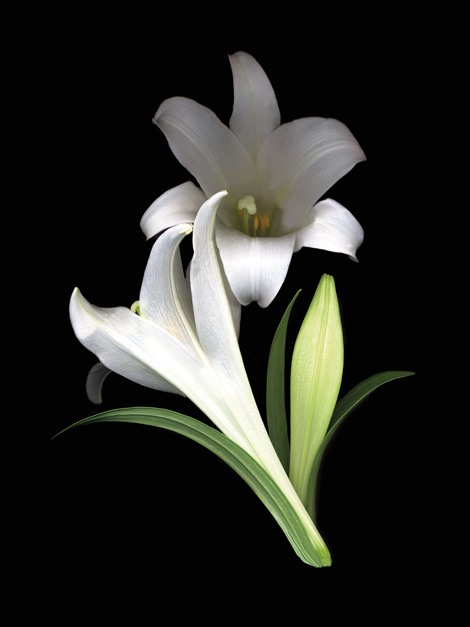 Easter Lilies #3