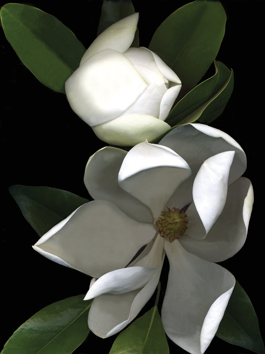 White Magnolia