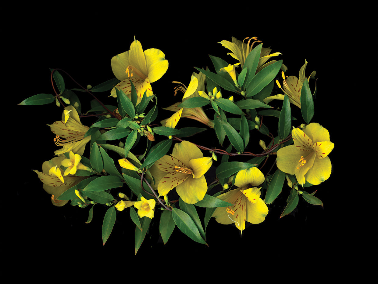 Carolina Jasmine & Alstromeria